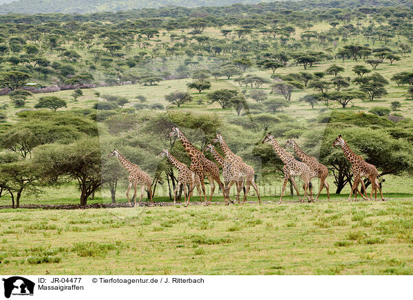 Massaigiraffen / Masai Giraffes / JR-04477