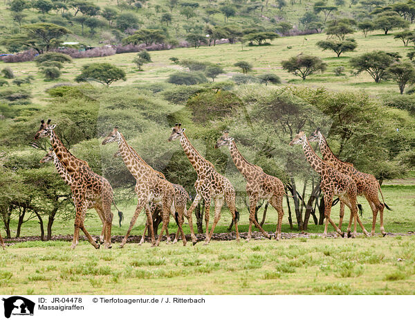 Massaigiraffen / Masai Giraffes / JR-04478