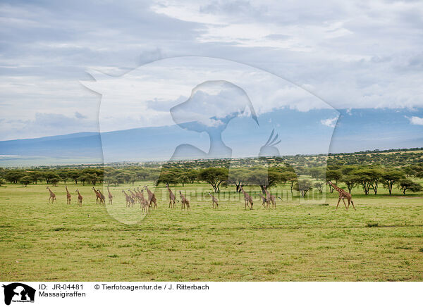Massaigiraffen / Masai Giraffes / JR-04481