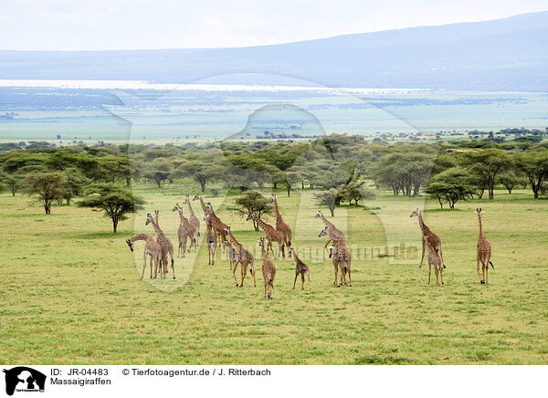 Massaigiraffen / Masai Giraffes / JR-04483