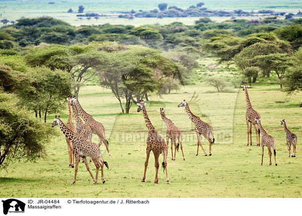 Massaigiraffen / Masai Giraffes / JR-04484