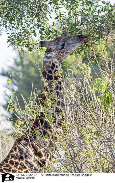 Massai-Giraffe / MBS-25497