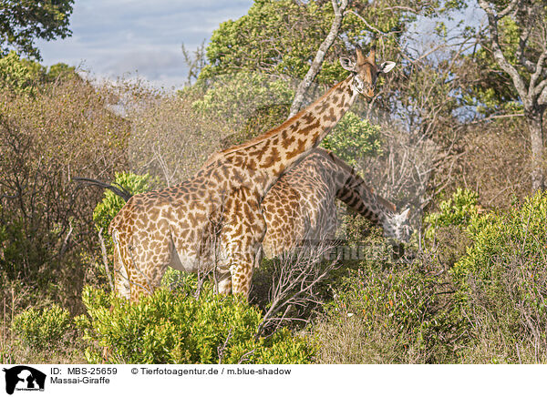 Massai-Giraffe / MBS-25659