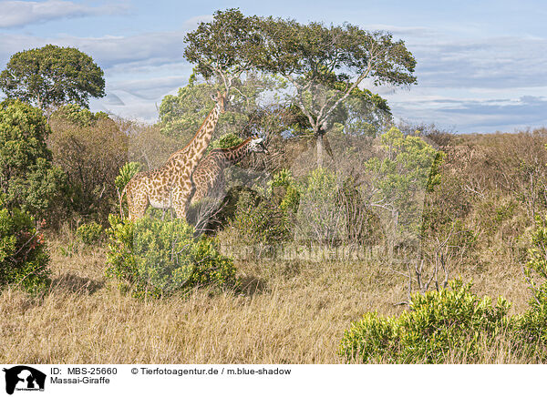 Massai-Giraffe / Kilimanjaro giraffe / MBS-25660