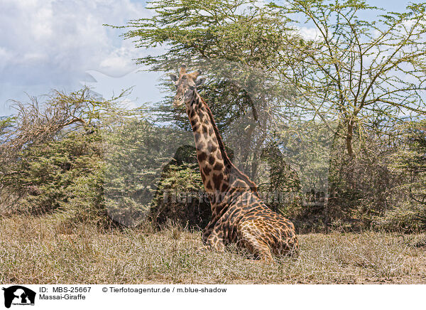 Massai-Giraffe / MBS-25667