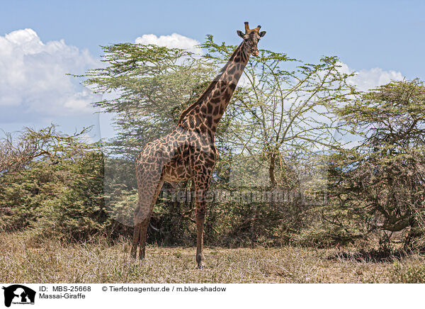 Massai-Giraffe / Kilimanjaro giraffe / MBS-25668