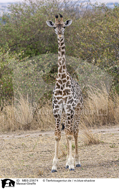 Massai-Giraffe / MBS-25674