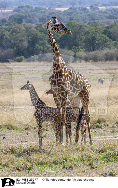 Massai-Giraffe / Kilimanjaro giraffe / MBS-25677