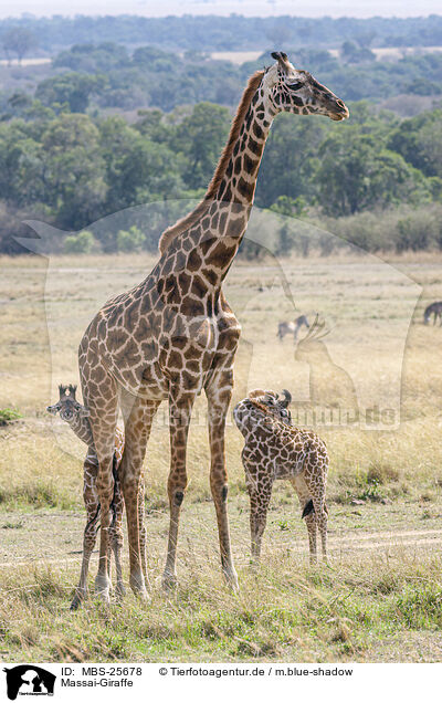 Massai-Giraffe / MBS-25678