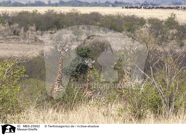 Massai-Giraffe / Kilimanjaro giraffe / MBS-25682