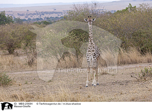 Massai-Giraffe / Kilimanjaro giraffe / MBS-25684