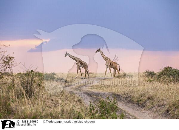 Massai-Giraffe / MBS-25685
