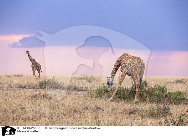 Massai-Giraffe / Kilimanjaro giraffe / MBS-25686