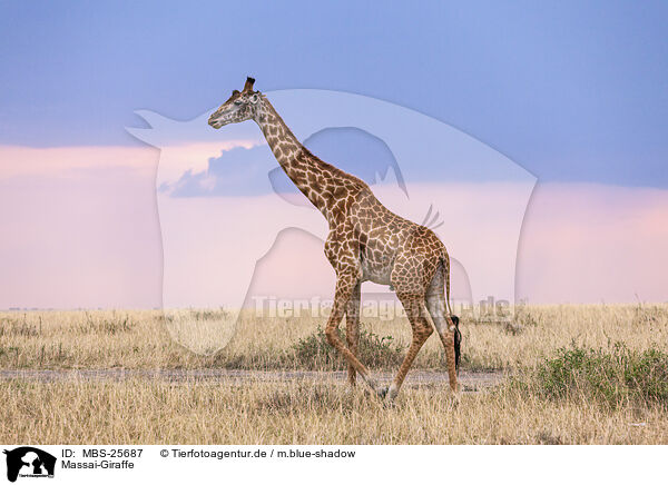 Massai-Giraffe / Kilimanjaro giraffe / MBS-25687