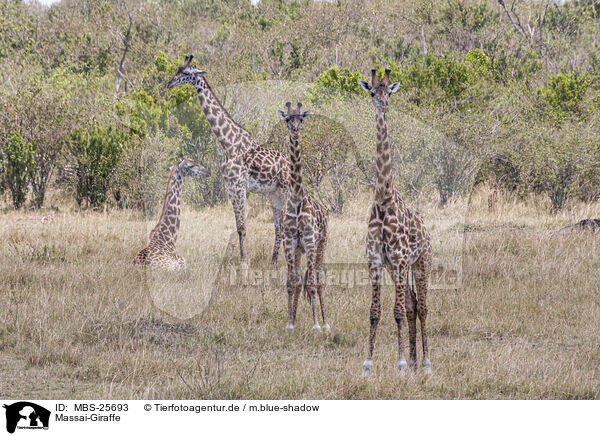Massai-Giraffe / MBS-25693