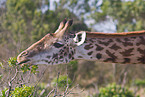 Massaigiraffe