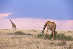 Massai-Giraffe