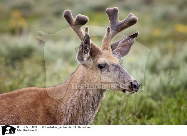 Maultierhirsch / mule deer / JR-06163