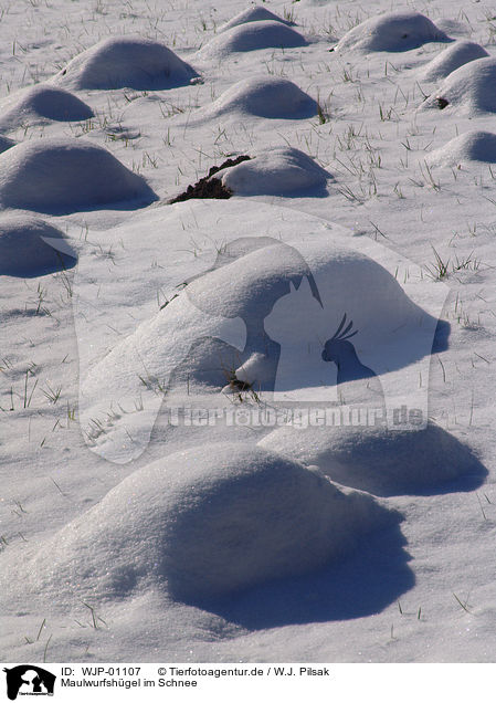 Maulwurfshgel im Schnee / WJP-01107