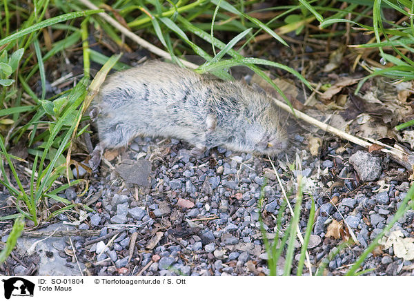 Tote Maus / dead mouse / SO-01804