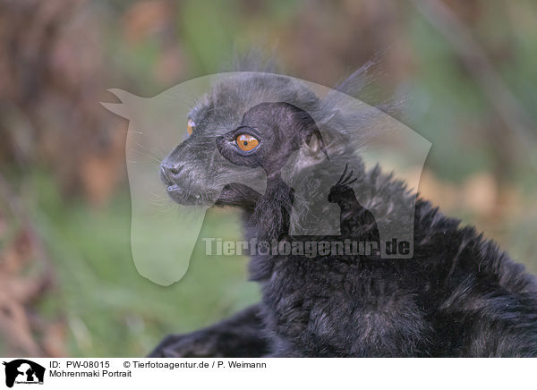 Mohrenmaki Portrait / Black Lemur portrait / PW-08015