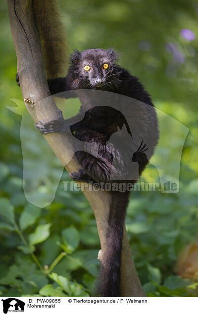 Mohrenmaki / black lemur / PW-09855