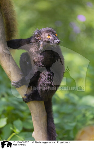 Mohrenmaki / black lemur / PW-09857