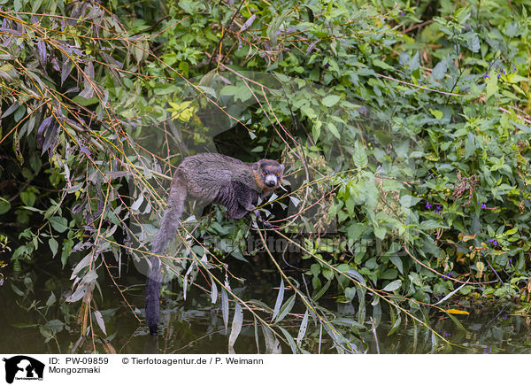 Mongozmaki / mongoose lemur / PW-09859