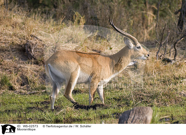 Moorantilope / Lechwe Waterbuck / WS-02573