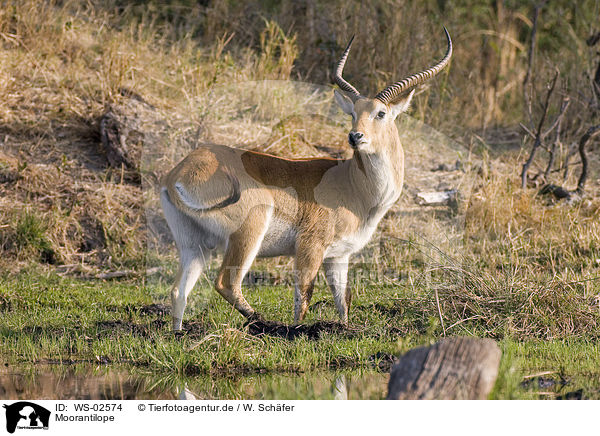 Moorantilope / Lechwe Waterbuck / WS-02574