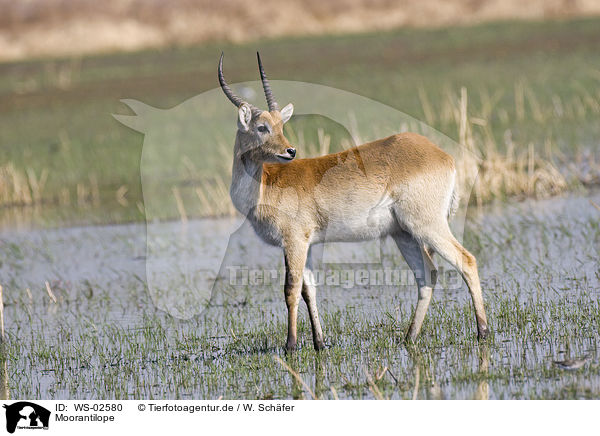 Moorantilope / Lechwe Waterbuck / WS-02580