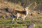 Moorantilope