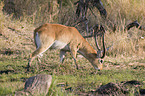 Moorantilope