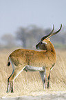 Moorantilope