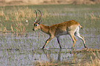 Moorantilope