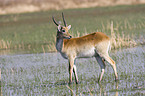 Moorantilope