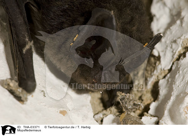 Mopsfledermaus / barbastelle bat / THA-03371