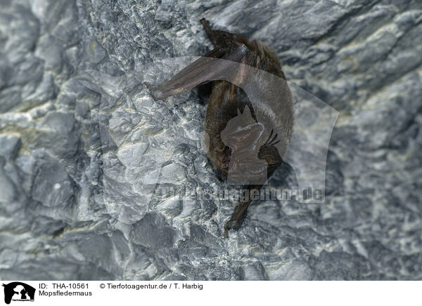 Mopsfledermaus / THA-10561