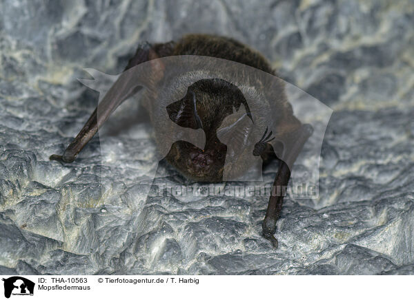 Mopsfledermaus / THA-10563