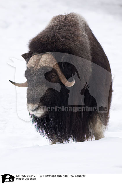 Moschusochse / musk ox / WS-03842