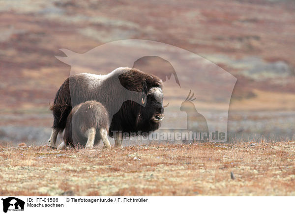 Moschusochsen / musk oxes / FF-01506