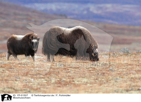 Moschusochsen / musk oxes / FF-01507