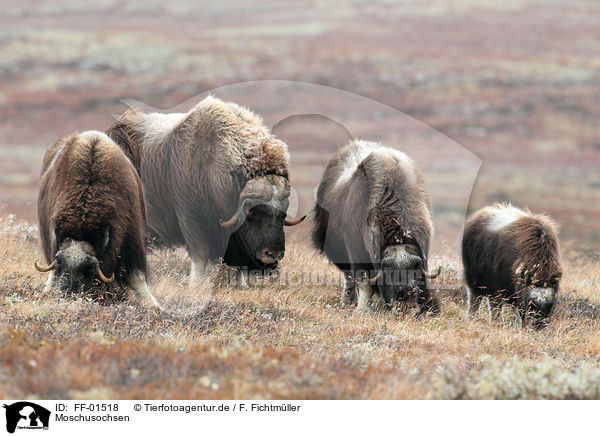 Moschusochsen / musk oxes / FF-01518