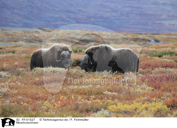 Moschusochsen / musk oxes / FF-01527
