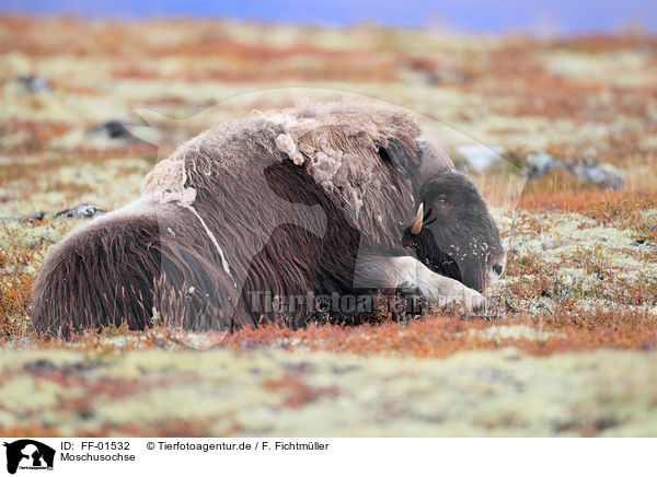 Moschusochse / musk ox / FF-01532