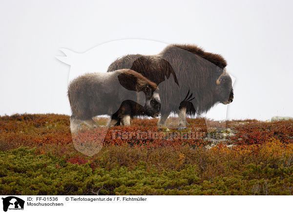 Moschusochsen / musk oxes / FF-01536