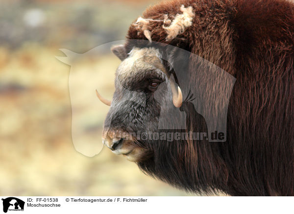 Moschusochse / musk ox / FF-01538