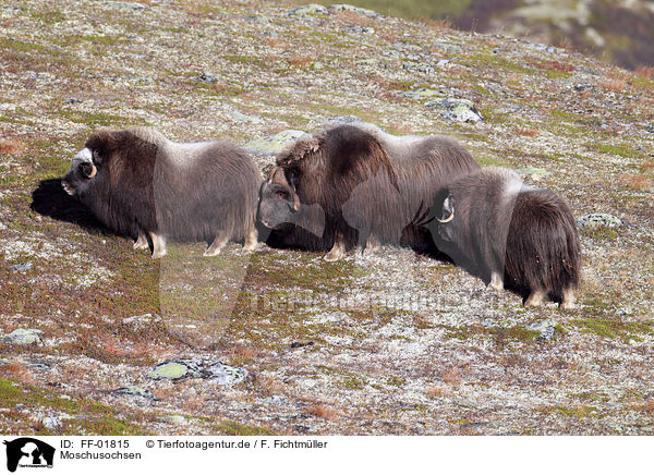 Moschusochsen / musk oxes / FF-01815