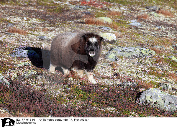 Moschusochse / musk ox / FF-01816