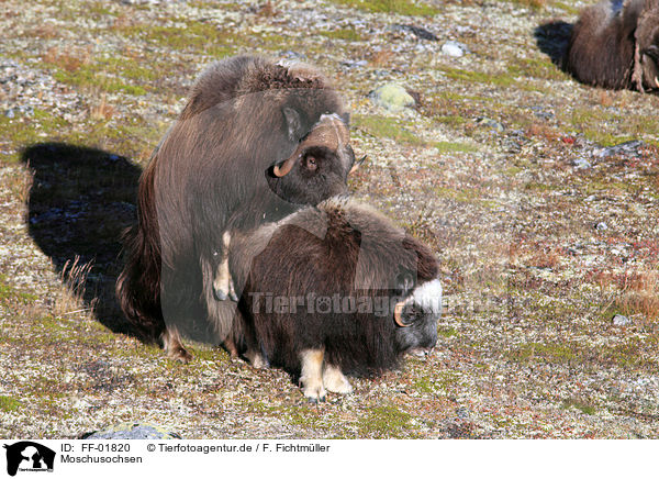 Moschusochsen / musk oxes / FF-01820